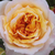 Sárga - rózsaszín - Nosztalgia rózsa - Georges Denjean